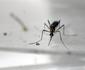 Minas tem 80 cidades em alerta e risco para dengue, zika e chikungunya