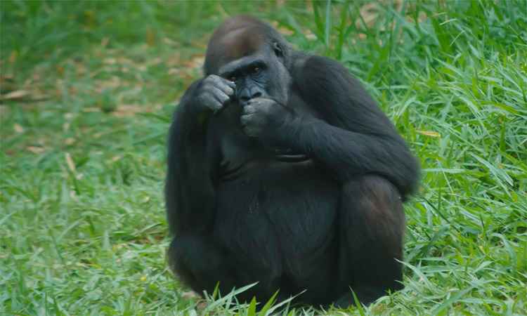 Gorila Lou Lou, do Zoológico de Belo Horizonte, tem aborto ... - Estado de Minas