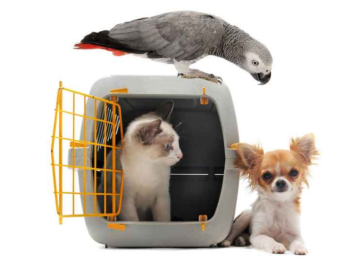 PetShow/Divugação PetShow/Divugação