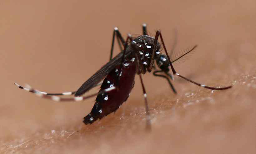 Dengue avança em Minas e maio tem recorde de casos em 10 anos Gerais