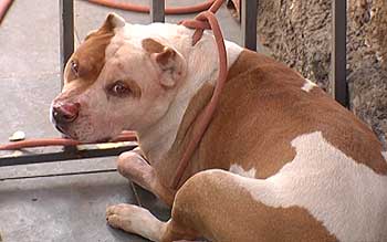 Cachorro Pitbull - Grande Belo Horizonte, Minas Gerais