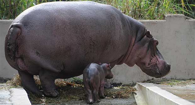 Filhote De Hipopótamo é O Mais Novo Morador Do Zoológico De BH - Gerais ...