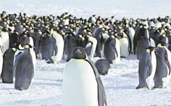 Pinguins identificam parentes graças ao odor do óleo secretado por glândulas para proteger as penas (MARTIN PASSINGHAM/REUTERS - 13/4/12)