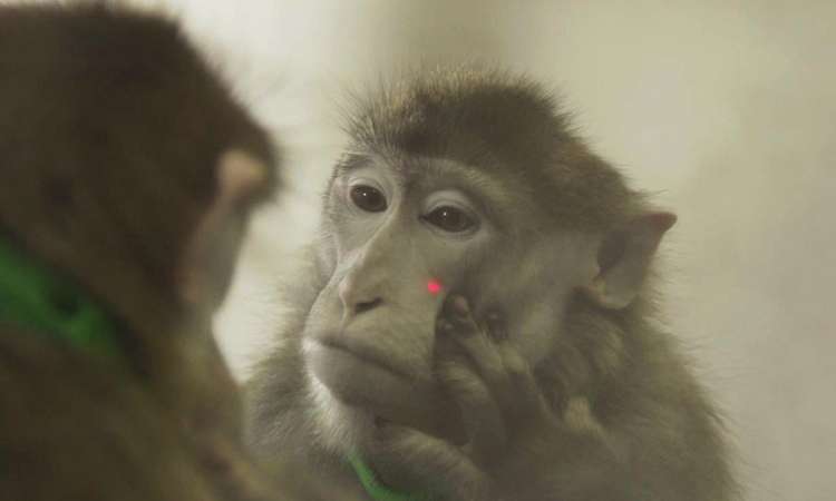 10 comportamentos surpreendentemente humanos em macacos