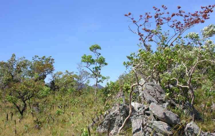 SciELO - Brasil - História natural de Tropidurus oreadicus em uma área de  cerrado rupestre do Brasil Central História natural de Tropidurus oreadicus  em uma área de cerrado rupestre do Brasil Central