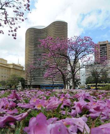 Ipês-rosa florescem antes e encantam moradores de BH - Gerais