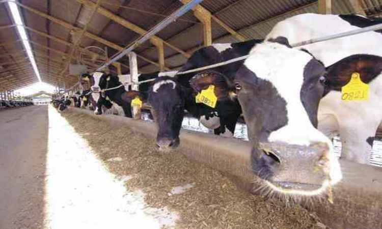 Fábrica da Guabi: empresa quer aumentar esforços para exportação Fábrica da Guabi: empresa quer aumentar esforços para exportação