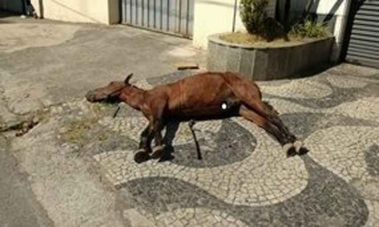 Cavalo é agredido por carroceiro e abandonado amarrado em praça