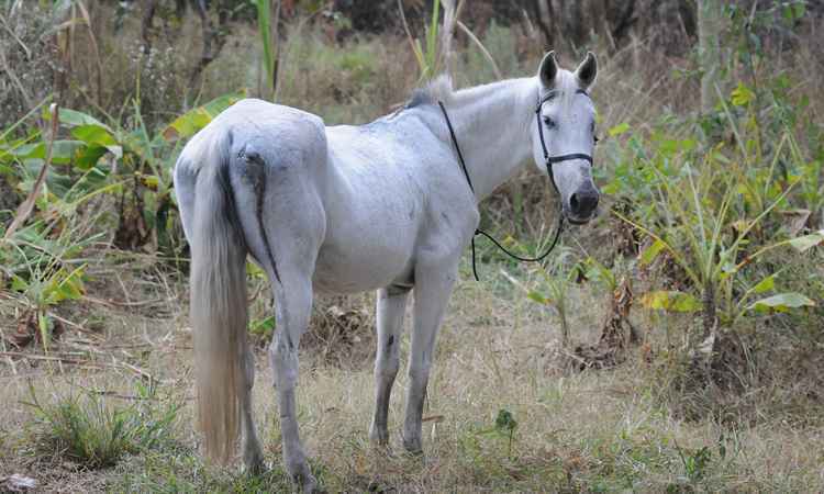 Após denúncia de maus-tratos, cavalo é encontrado com patas quebradas e  morre em MG, Grande Minas