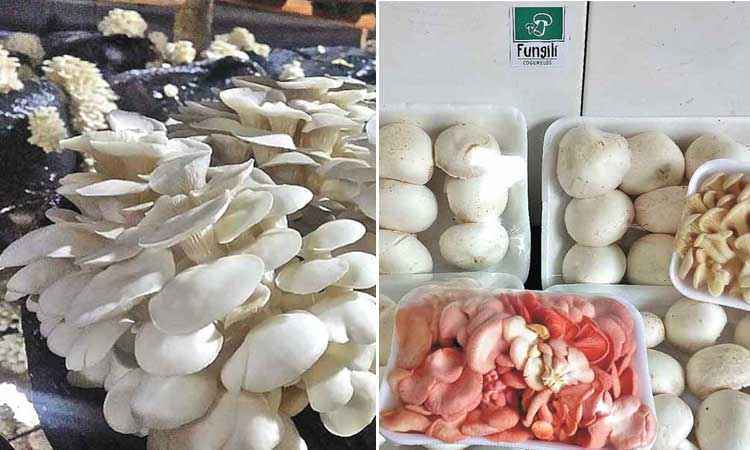 Os benefícios do cogumelo na culinária 