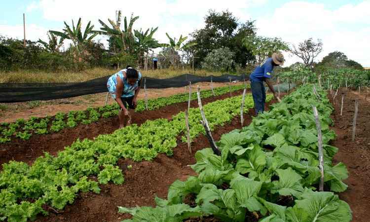 Agricultura familiar já responde por metade da produção de alimentos no