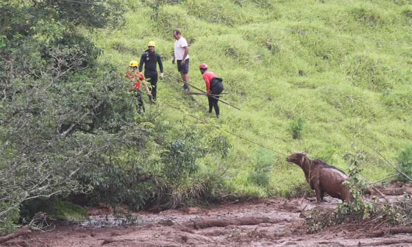 Animais afetados pelo desastre em Brumadinho ganham ensaio de Natal -  Gerais - Estado de Minas