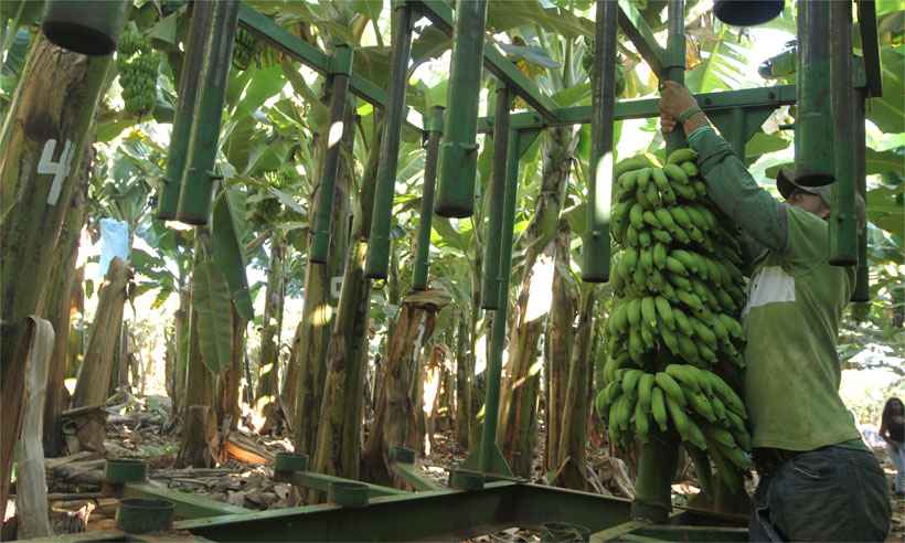 Produção de banana maçã se destaca na região de Lins, Nosso Campo