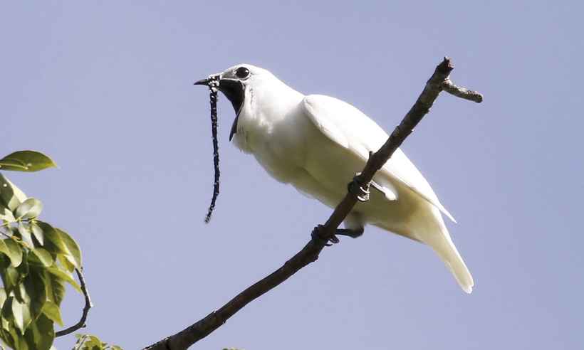 Pássaro mais barulhento do mundo, ave amazônica tenta ganhar amada no grito