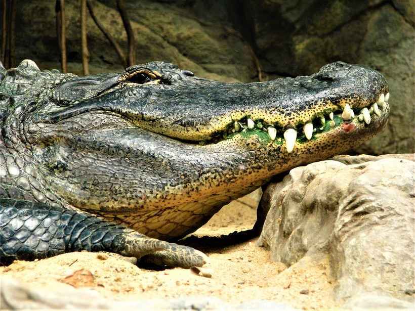 Guarda Florestal sobrevive a ataque de crocodilo na Austrália