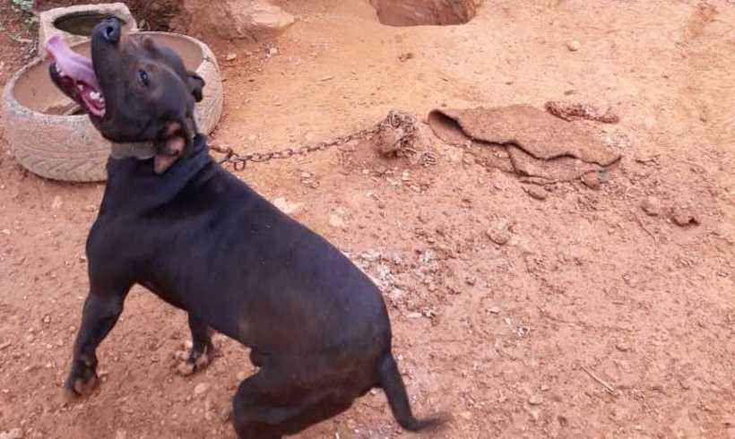 Cachorro Pitbull - Grande Belo Horizonte, Minas Gerais