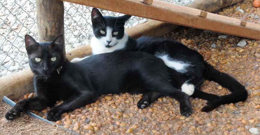 Animais afetados pelo desastre em Brumadinho ganham ensaio de Natal -  Gerais - Estado de Minas