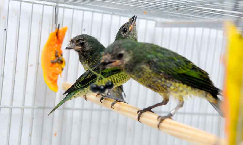 Animais afetados pelo desastre em Brumadinho ganham ensaio de Natal -  Gerais - Estado de Minas