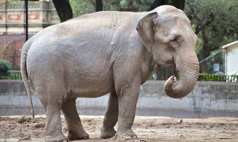 Elefante Mara será transferida da Argentina para santurário no Mato Grosso