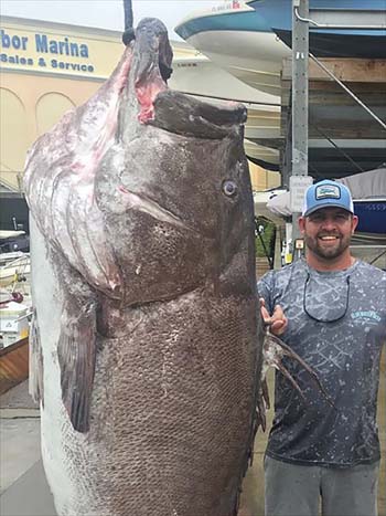 Peixe de cerca de 160 Kg capturado na Flórida teria 50 anos