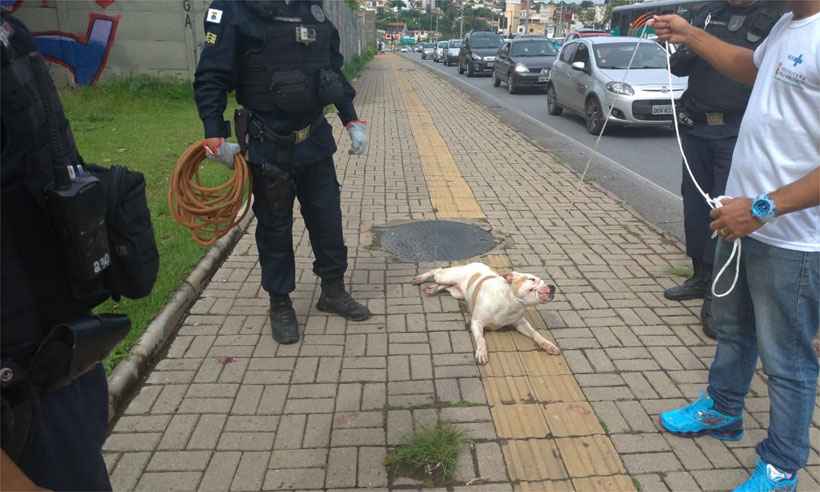 Pitbull é baleado pela Guarda Municipal após atacar pelo menos