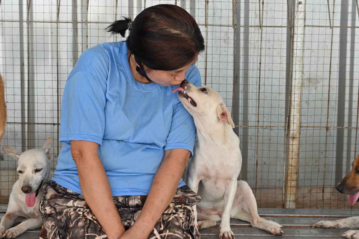 Médica salva 1,4 mil cães do abate em açougues na Indonésia