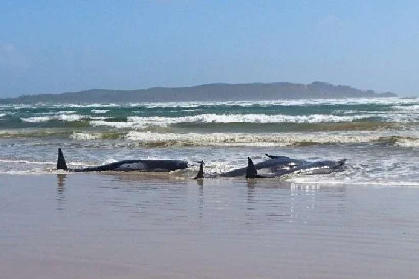 Austrália: 270 baleias estão encalhadas na Tasmânia