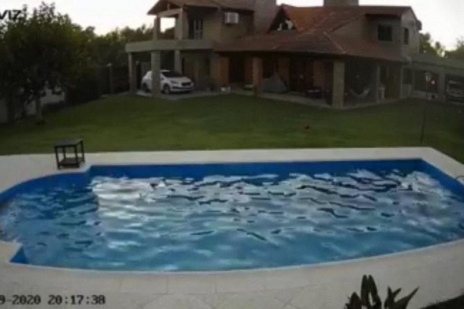Pit bull cega cai em piscina e é salva por cão herói; veja o vídeo