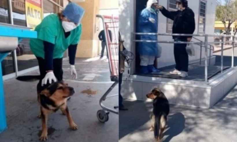 Cão fica um mês em porta de hospital à espera de dono, vítima da COVID-19