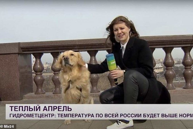 Cachorro rouba microfone de repórter na Rússia durante entrada ao vivo