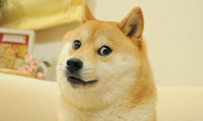 Meme 'Doge' bate recorde e é leiloado por R$ 20 milhões