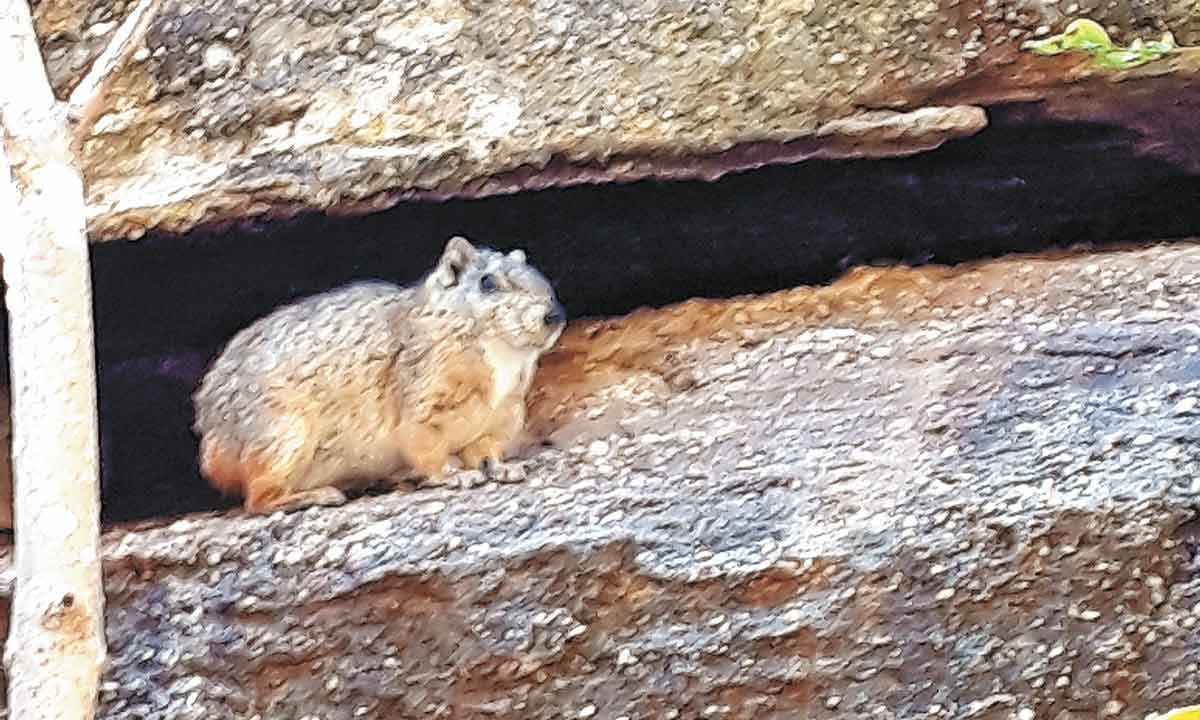 ÂNFORA COM MACACOS - SERRA DA CAPIVARA