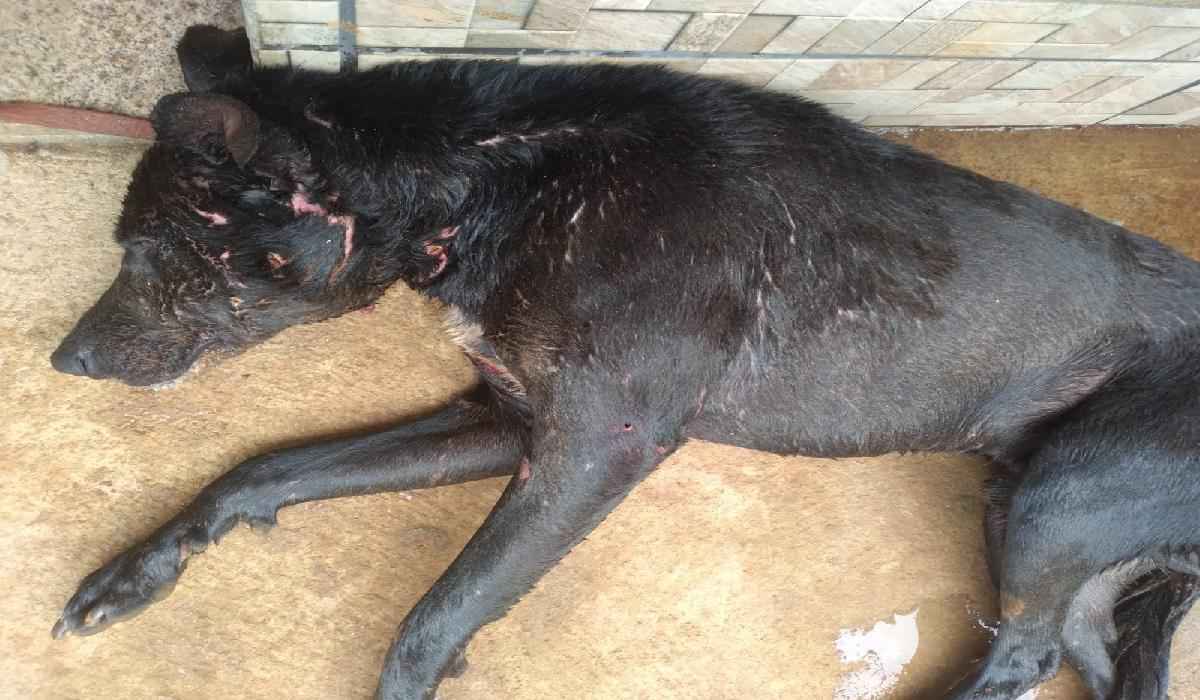 Cachorro da raça fila ataca criança e aterroriza vizinhança no sul