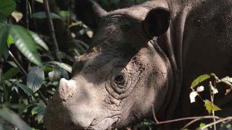 Como os pandas gigantes escaparam da lista de animais ameaçados de extinção  - Ciência - Estado de Minas