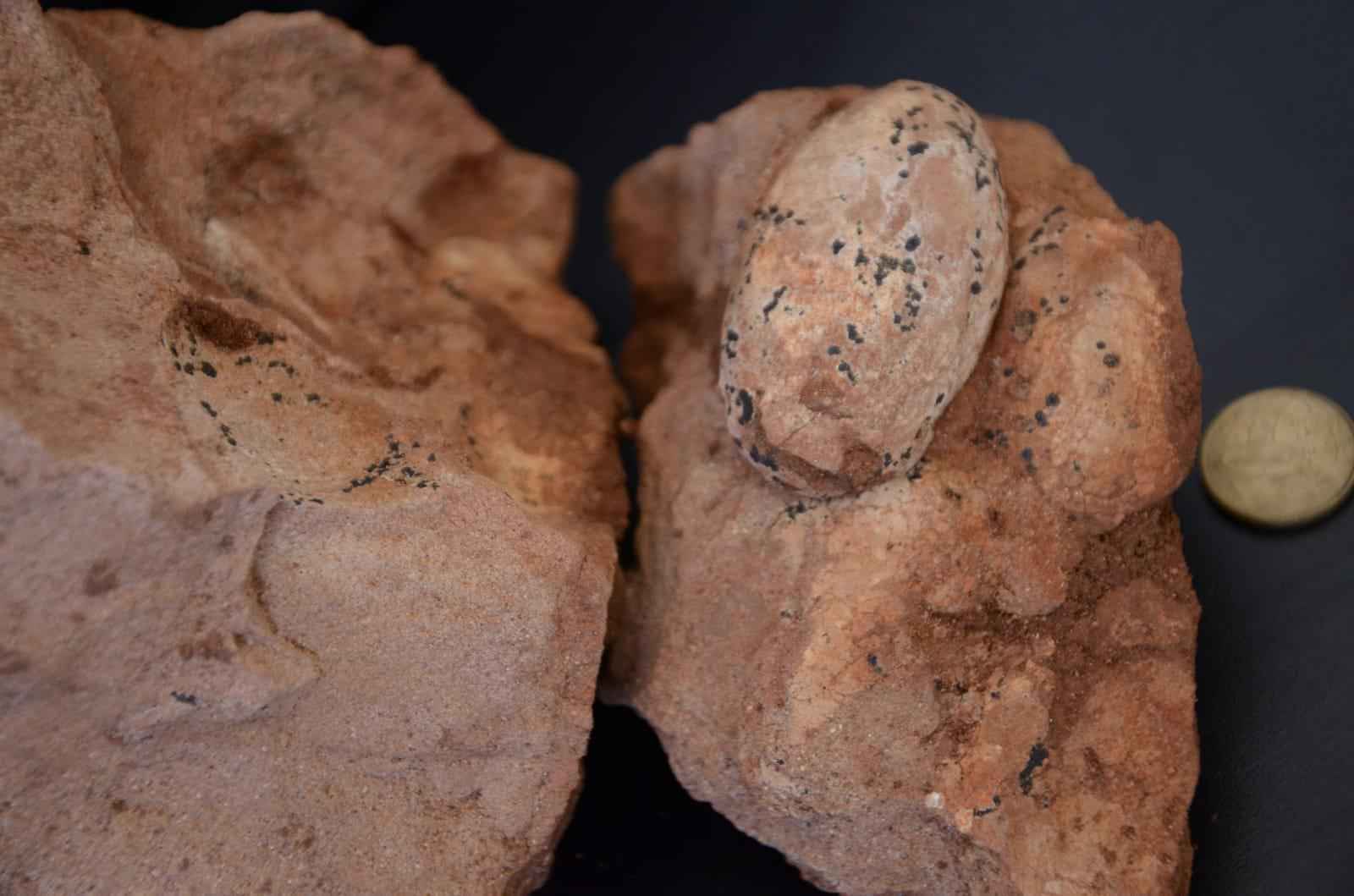 Ninho de ovos de dinossauro achado em Uberaba é o primeiro